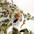 gałka leśna 7.jpg