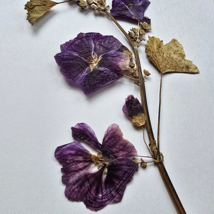 1_kwiat w ramce botaniczny malwa.jpg