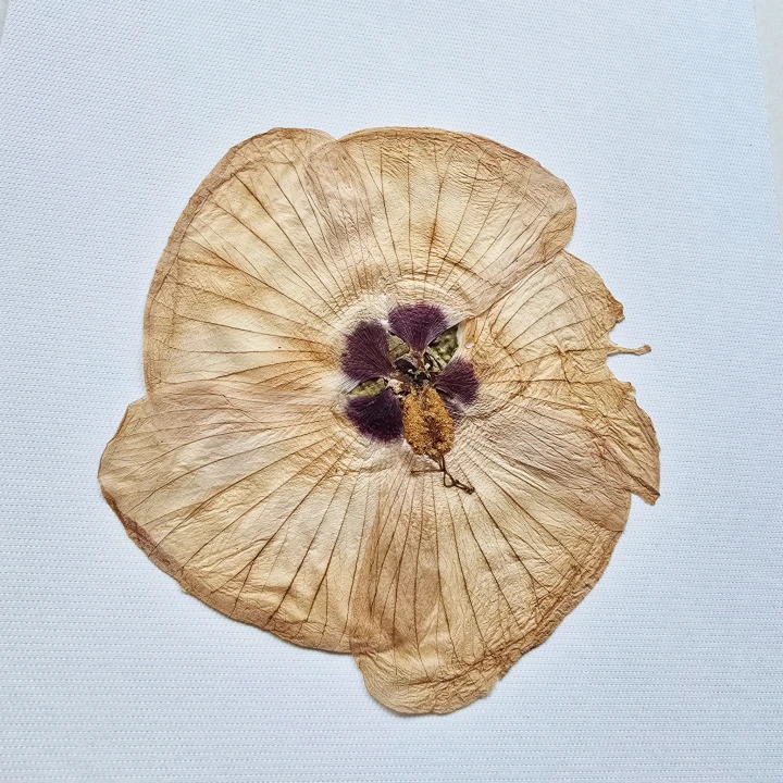 2_kwiat w ramce botanicznej mak 3.jpg