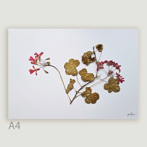 9_pelargonia suszona 1.jpg