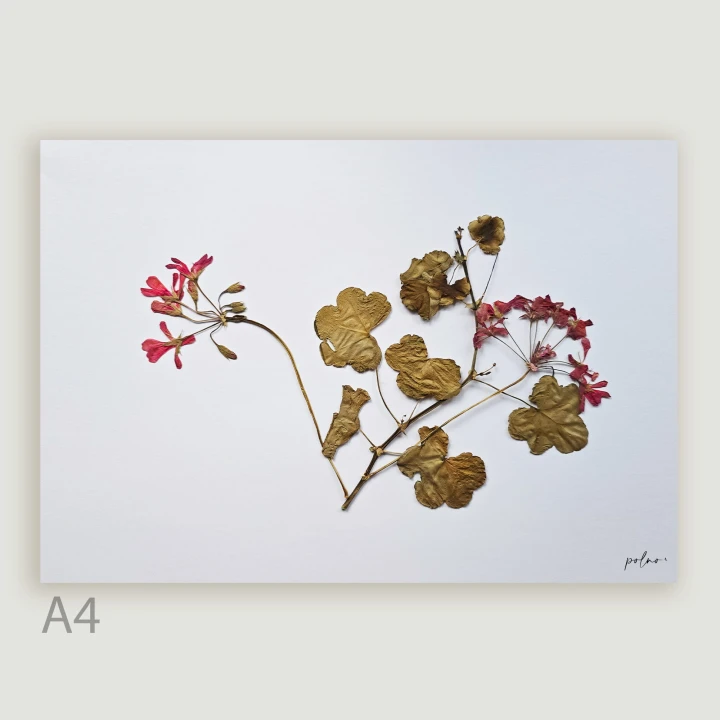 9_pelargonia suszona 1.jpg