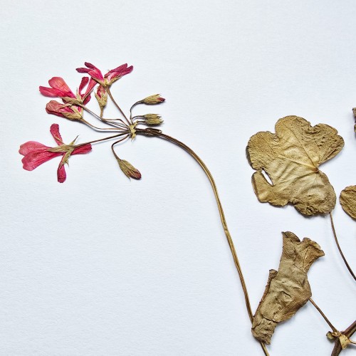 9_pelargonia suszona 2.jpg