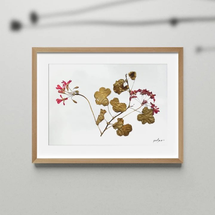 9_pelargonia suszona.jpg